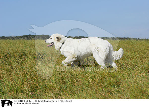 laufender Podhalaner / walking Polski Owczarek / SST-05647