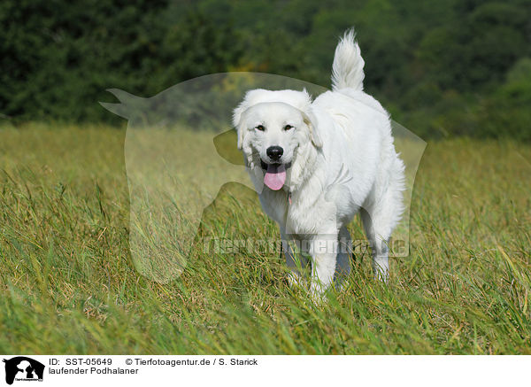 laufender Podhalaner / walking Polski Owczarek / SST-05649