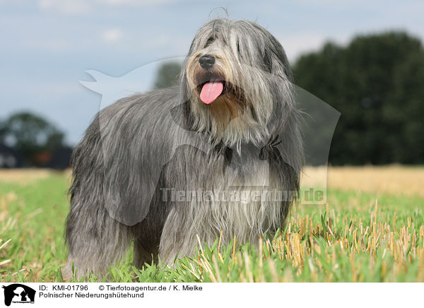 Polnischer Niederungshtehund / Polish Lowland Sheepdog / KMI-01796