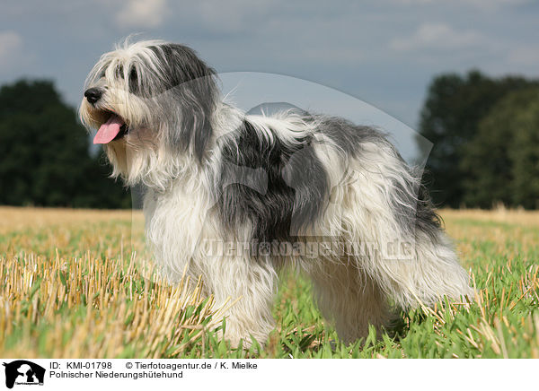 Polnischer Niederungsh�tehund / KMI-01798