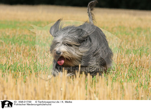 Polnischer Niederungshtehund / KMI-01799