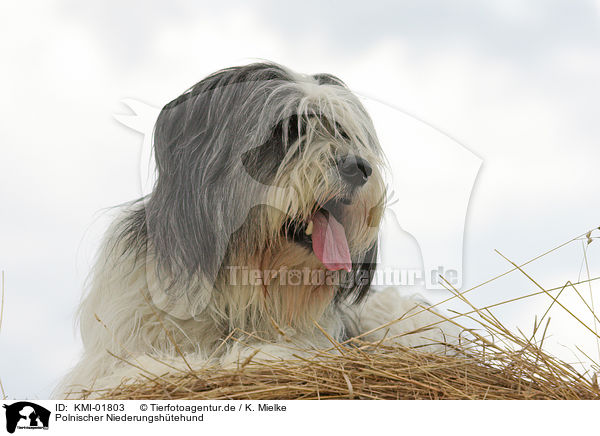 Polnischer Niederungshtehund / Polish Lowland Sheepdog / KMI-01803