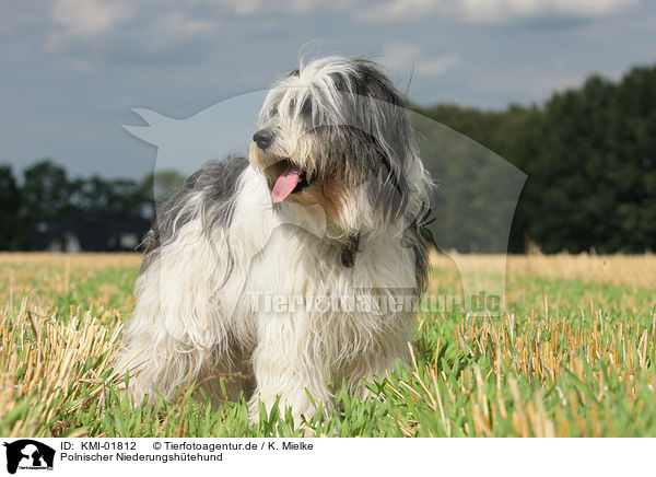 Polnischer Niederungshtehund / KMI-01812