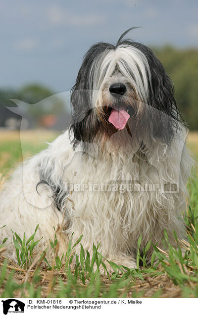 Polnischer Niederungshtehund / Polish Lowland Sheepdog / KMI-01816