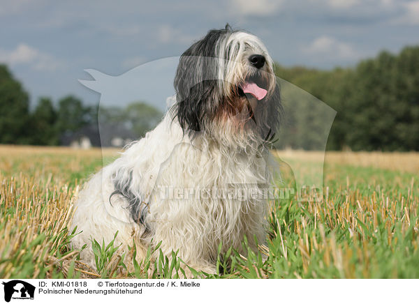 Polnischer Niederungshtehund / Polish Lowland Sheepdog / KMI-01818