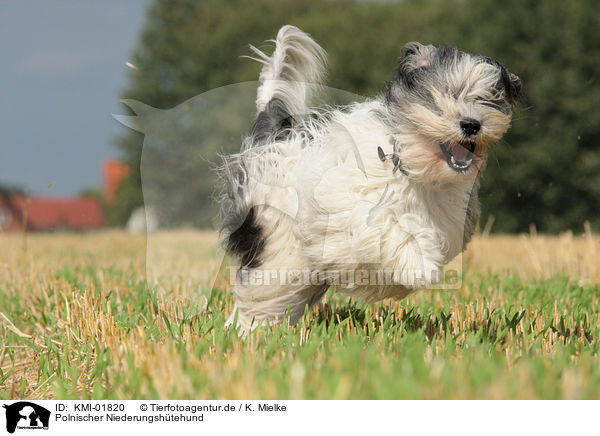 Polnischer Niederungshtehund / Polish Lowland Sheepdog / KMI-01820