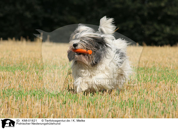 Polnischer Niederungshtehund / KMI-01821