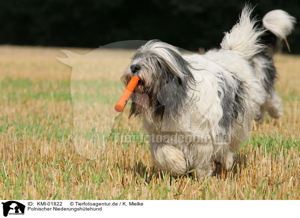 Polnischer Niederungshtehund / Polish Lowland Sheepdog / KMI-01822