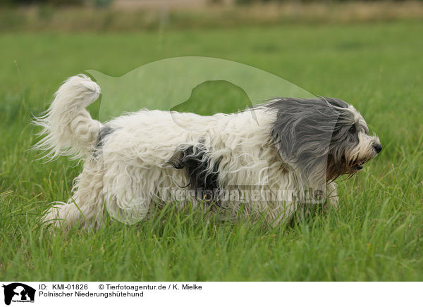 Polnischer Niederungshtehund / KMI-01826