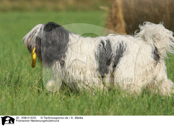 Polnischer Niederungshtehund / Polish Lowland Sheepdog / KMI-01830