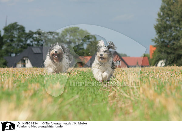 Polnische Niederungshtehunde / Polish Lowland Sheepdogs / KMI-01834