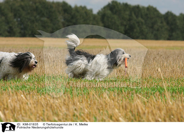 Polnische Niederungshtehunde / Polish Lowland Sheepdogs / KMI-01835