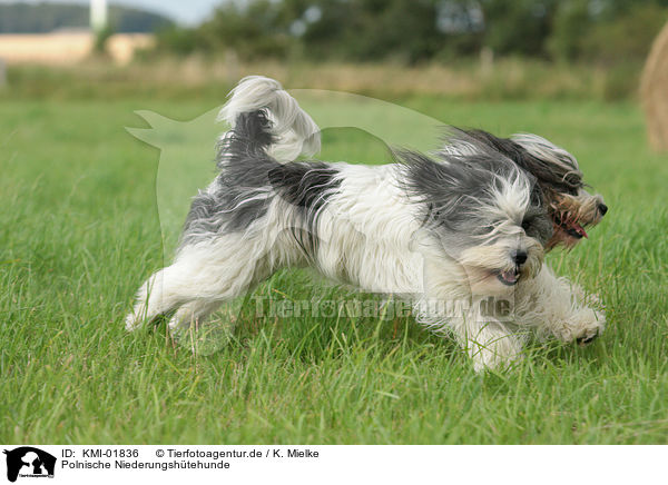 Polnische Niederungshtehunde / KMI-01836