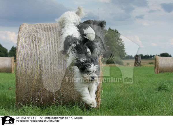 Polnische Niederungshtehunde / Polish Lowland Sheepdogs / KMI-01841