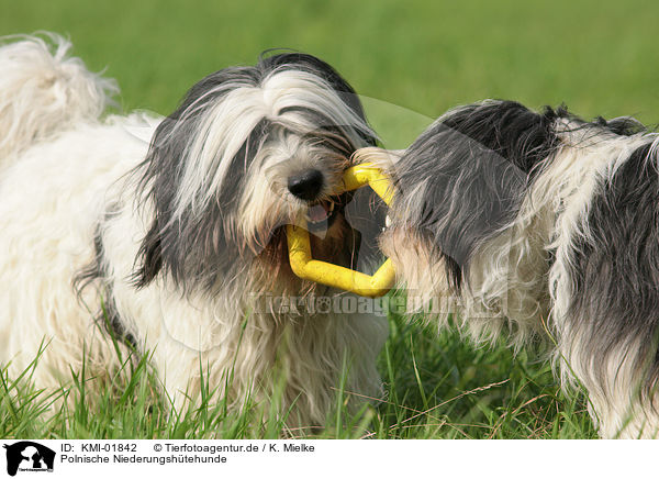 Polnische Niederungshtehunde / KMI-01842