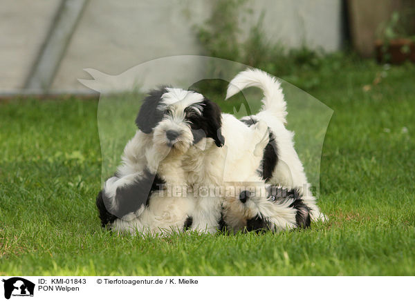 PON Welpen / KMI-01843