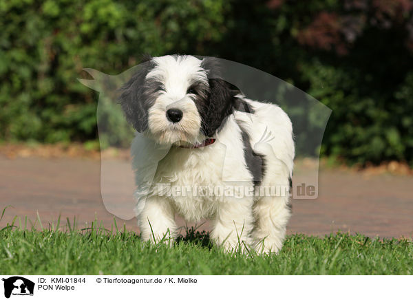 PON Welpe / Polish Lowland Sheepdog puppy / KMI-01844