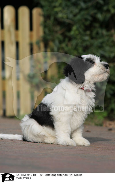 PON Welpe / Polish Lowland Sheepdog puppy / KMI-01848