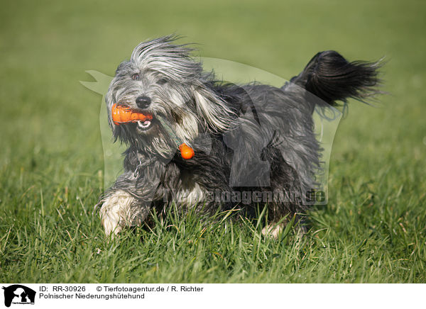 Polnischer Niederungshtehund / RR-30926