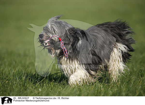 Polnischer Niederungshtehund / RR-30927