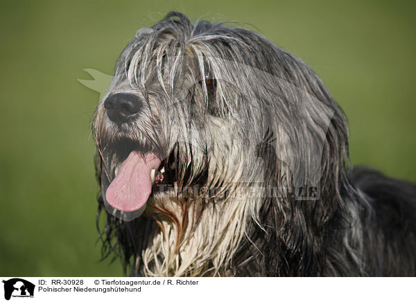 Polnischer Niederungshtehund / RR-30928