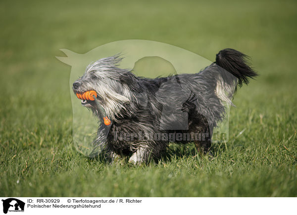 Polnischer Niederungshtehund / RR-30929