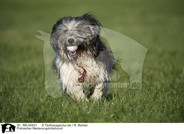 Polnischer Niederungshtehund / RR-30931