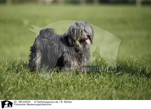 Polnischer Niederungshtehund / RR-30935