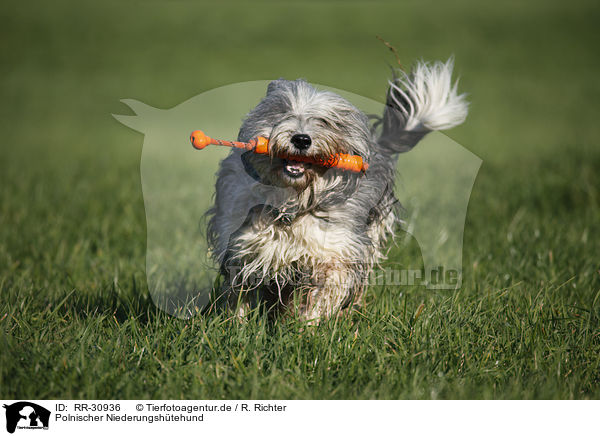 Polnischer Niederungshtehund / RR-30936