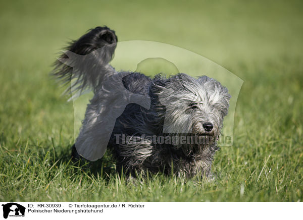 Polnischer Niederungshtehund / RR-30939