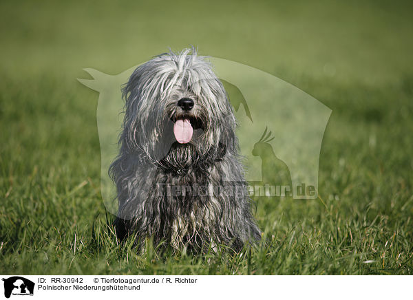 Polnischer Niederungshtehund / RR-30942