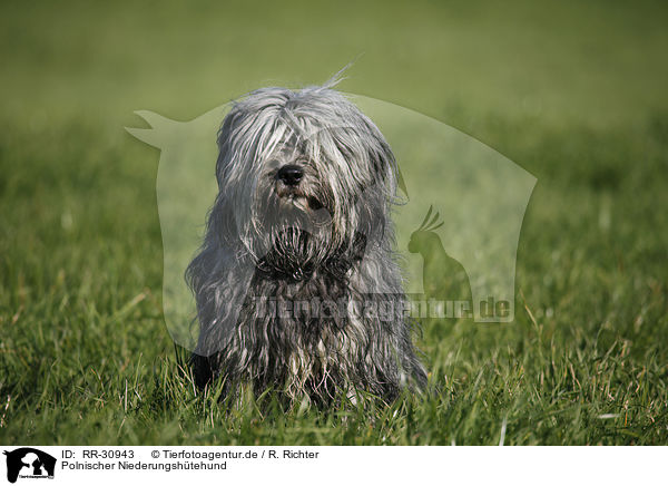 Polnischer Niederungshtehund / RR-30943