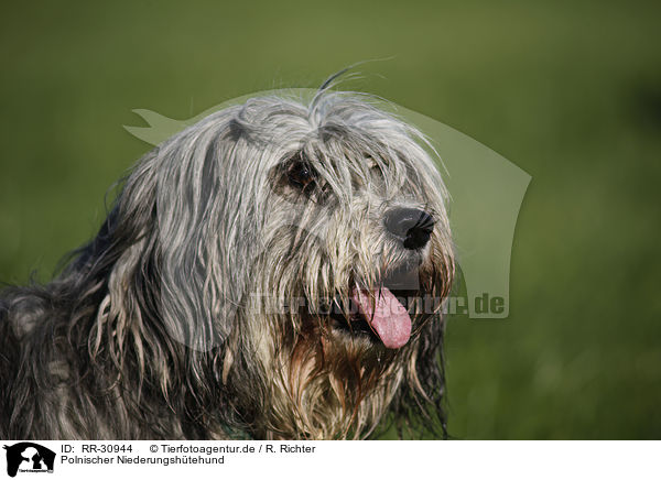 Polnischer Niederungshtehund / RR-30944