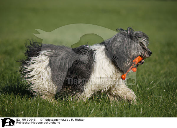 Polnischer Niederungshtehund / RR-30945