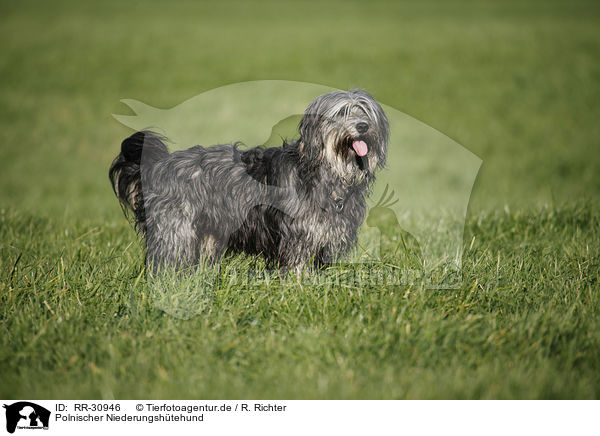 Polnischer Niederungshtehund / RR-30946