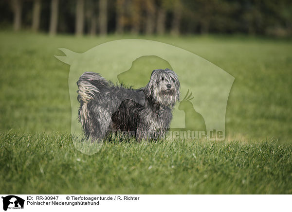 Polnischer Niederungshtehund / RR-30947
