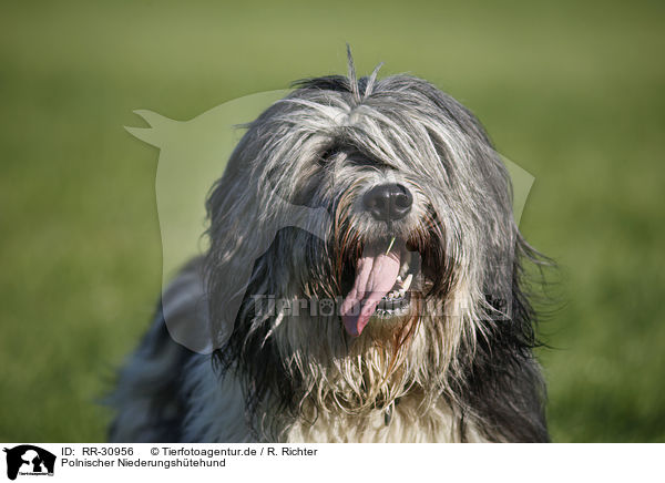 Polnischer Niederungshtehund / Polish lowland sheepdog / RR-30956