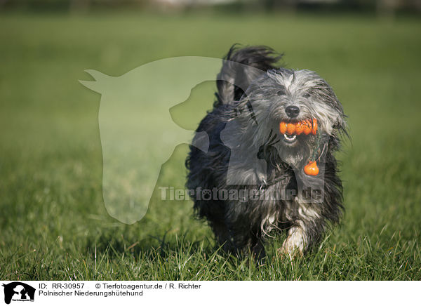 Polnischer Niederungshtehund / Polish lowland sheepdog / RR-30957