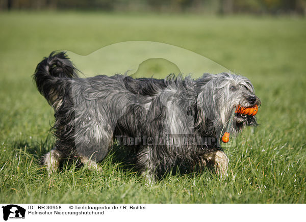 Polnischer Niederungshtehund / Polish lowland sheepdog / RR-30958