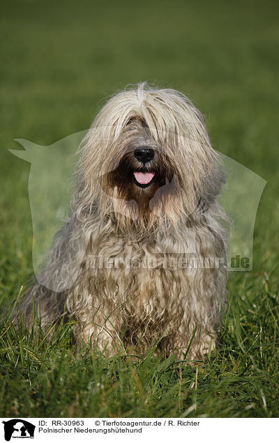 Polnischer Niederungshtehund / RR-30963