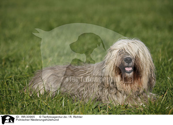 Polnischer Niederungshtehund / Polish lowland sheepdog / RR-30965
