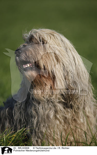 Polnischer Niederungshtehund / Polish lowland sheepdog / RR-30968