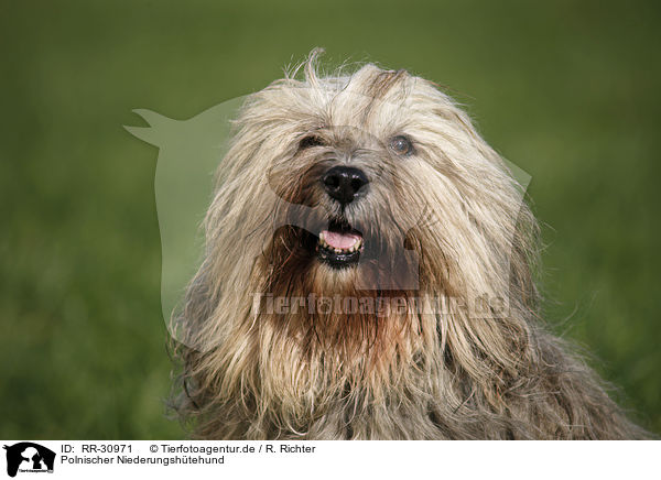 Polnischer Niederungshtehund / Polish lowland sheepdog / RR-30971