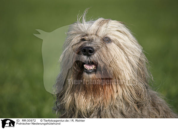 Polnischer Niederungshtehund / Polish lowland sheepdog / RR-30972