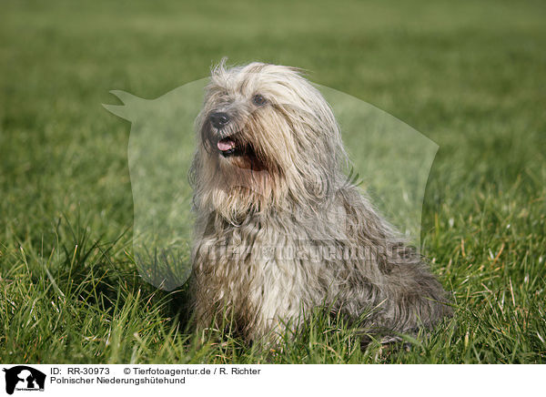 Polnischer Niederungshtehund / Polish lowland sheepdog / RR-30973