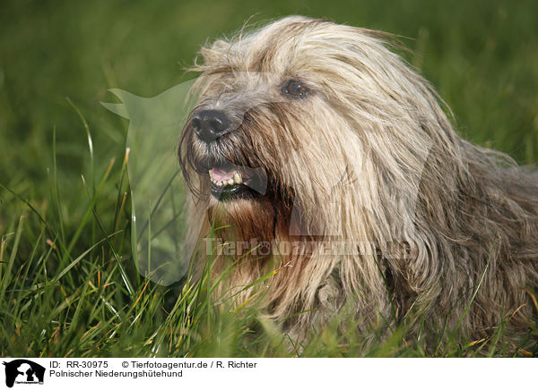 Polnischer Niederungshtehund / RR-30975