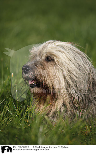 Polnischer Niederungshtehund / Polish lowland sheepdog / RR-30976