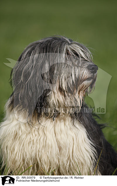 Polnischer Niederungshtehund / Polish lowland sheepdog / RR-30979