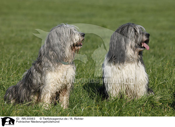 Polnischer Niederungshtehund / Polish lowland sheepdog / RR-30983