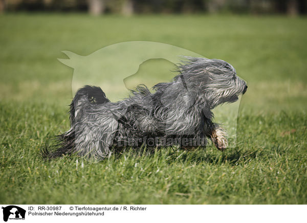 Polnischer Niederungshtehund / Polish lowland sheepdog / RR-30987